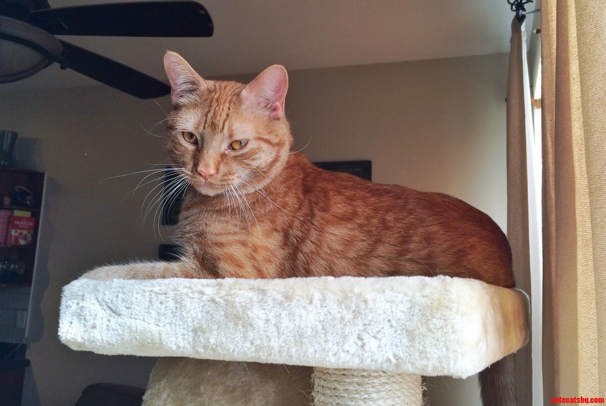 Surveying His Kingdom