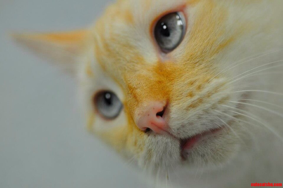 Sweet Face. Taken by My Wife