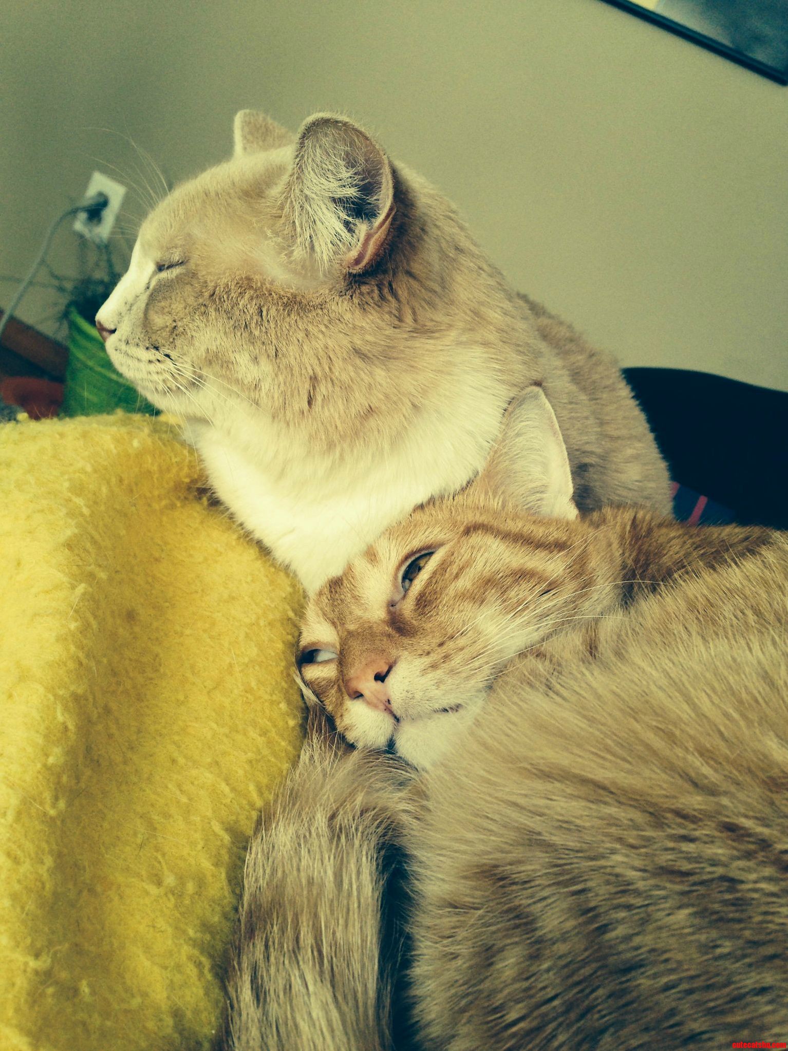 Tabby Cat Tuesday - I Call This Pinky and the Brain.
