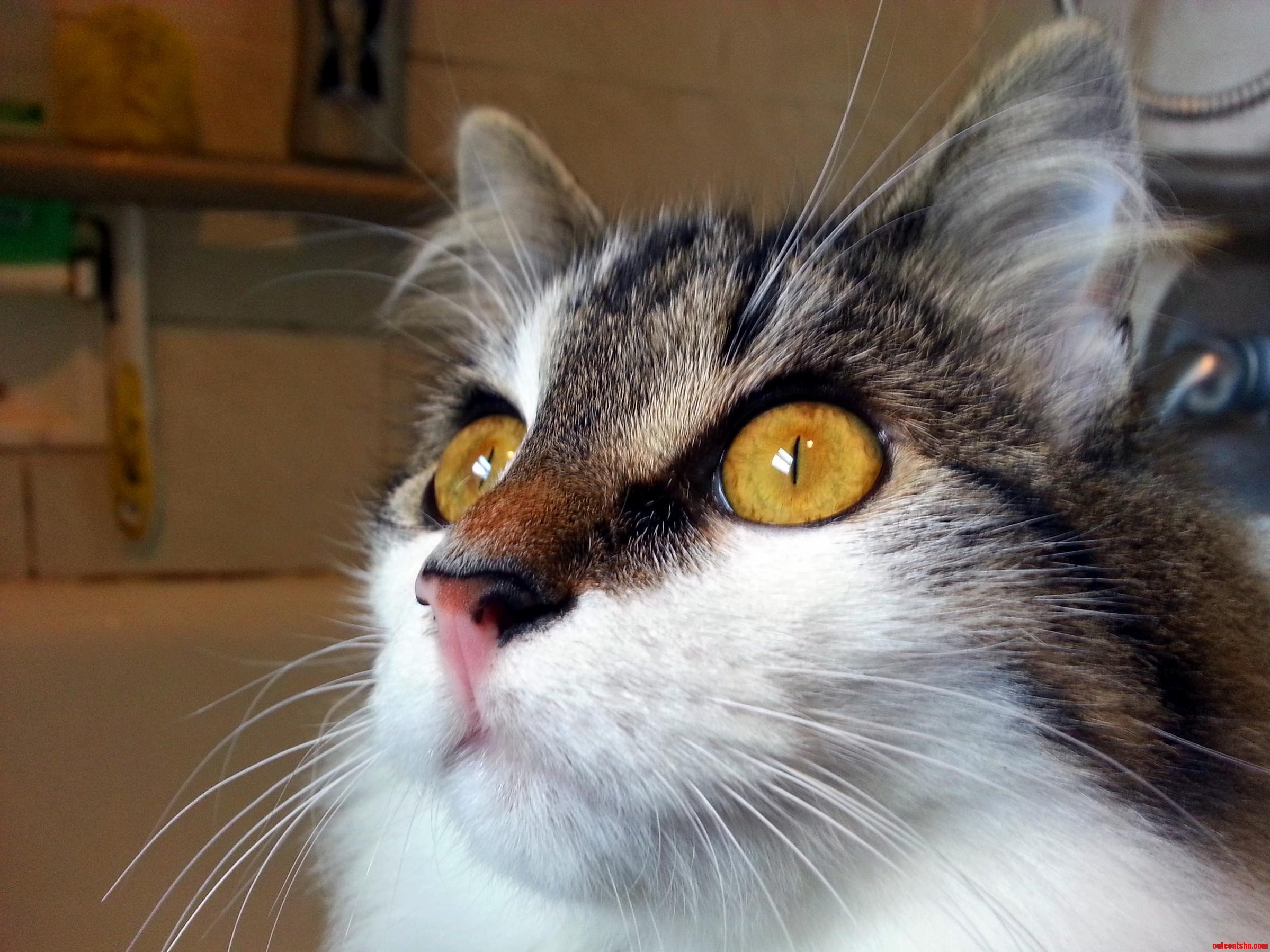 Tabitha Stalking a Fly in the Bathroom. Those Eyes