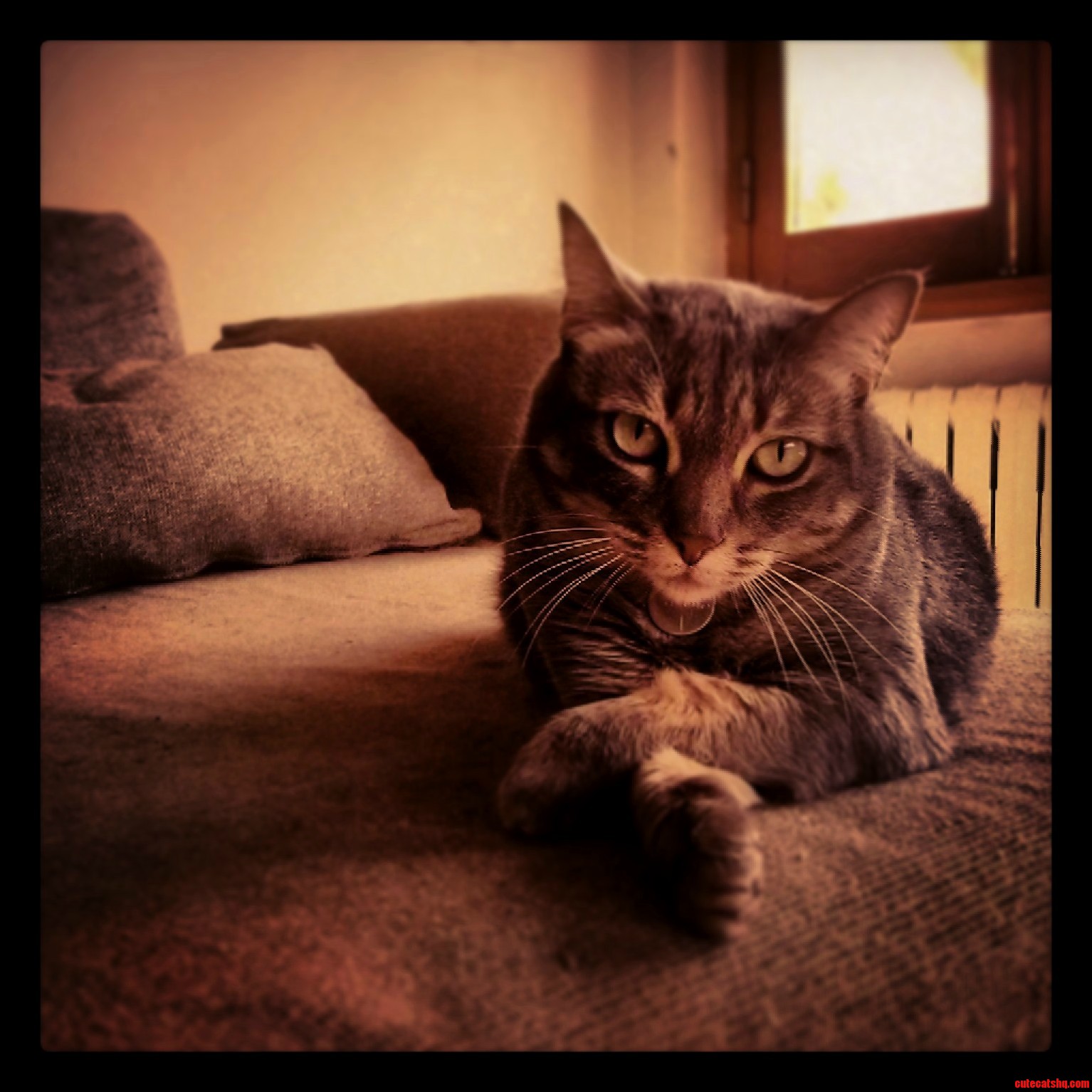 That Condescending Look from One of My Cats