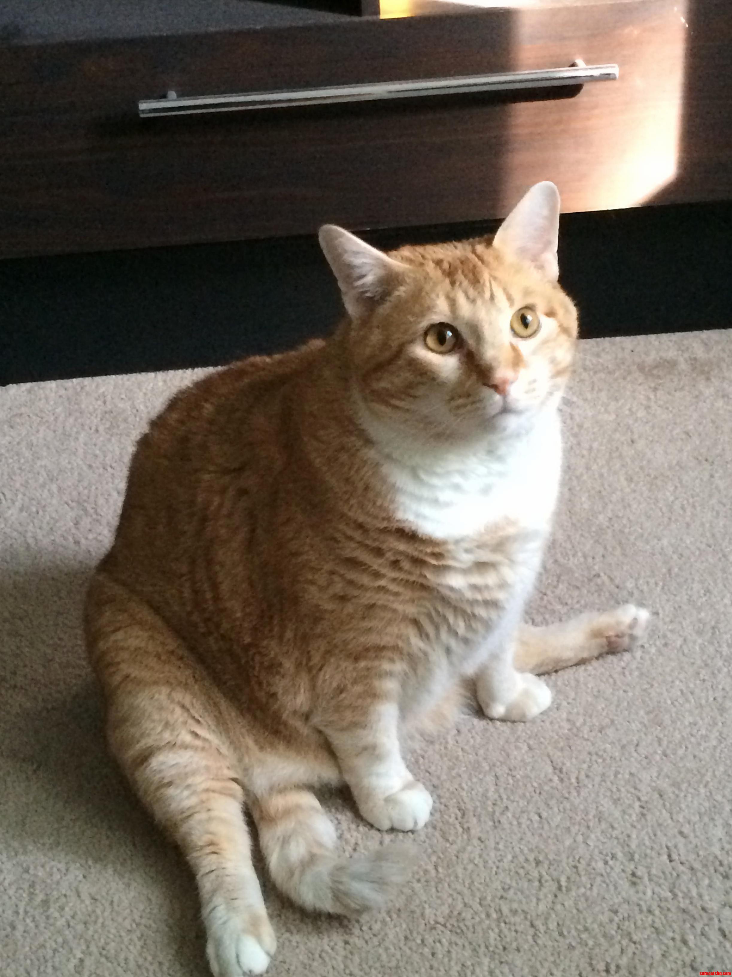 The Always Majestic Leroy