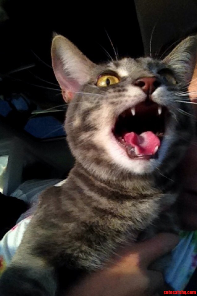 The Cat Doesnt Really Like Car Rides.
