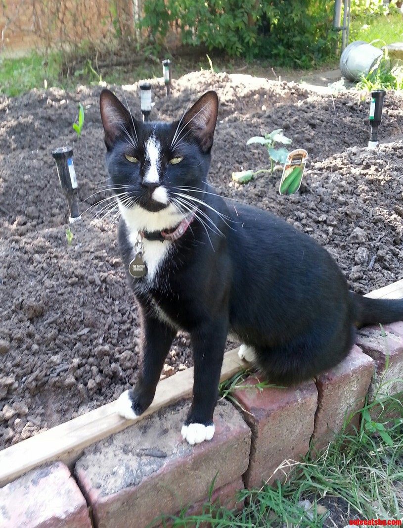 The Dr. the Guardian If My Garden