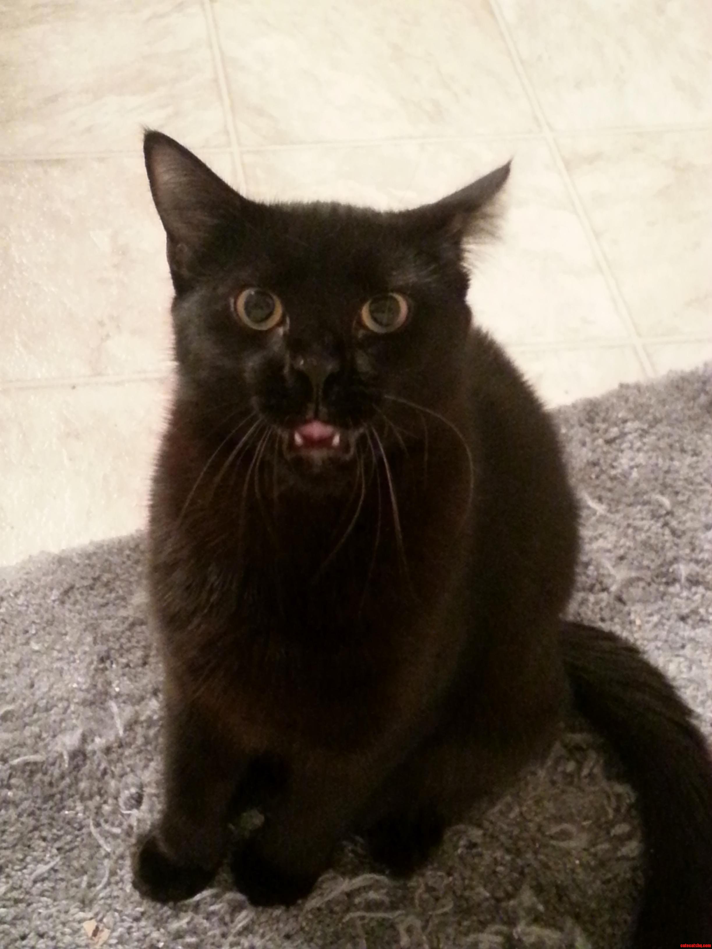 The Face My Kitten Made at Me When I Was Taking a Bath