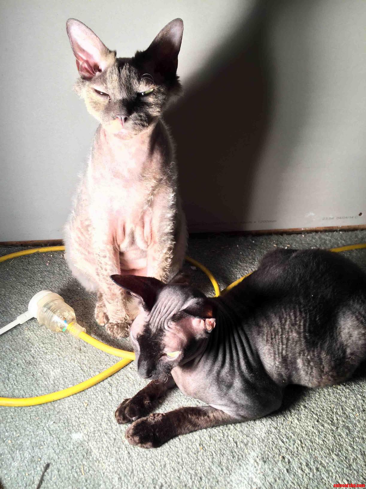 The Girls Enjoying the 500w Artificial Sun.
