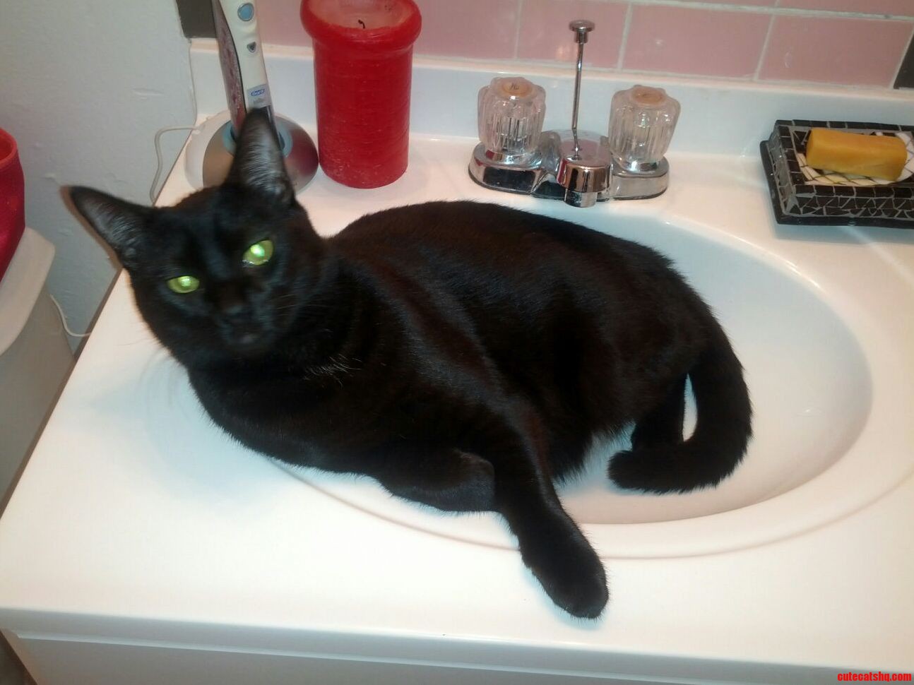 The Most Interesting Cat in the World.