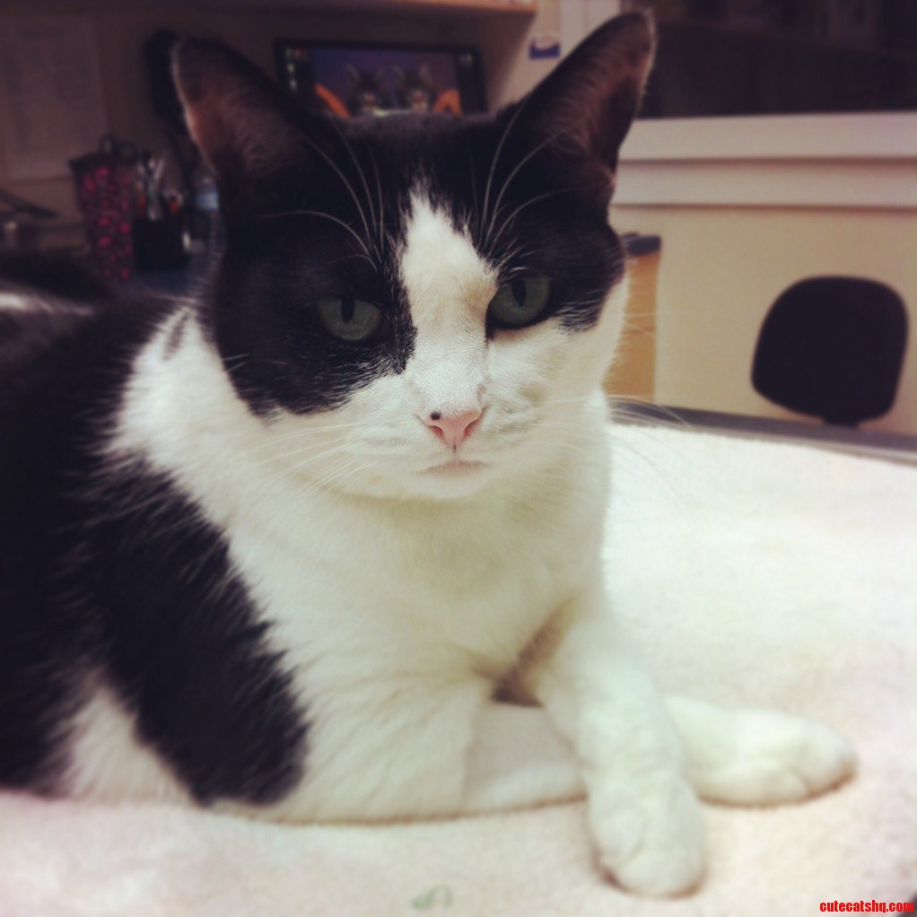 The Most Interesting Cat in the World