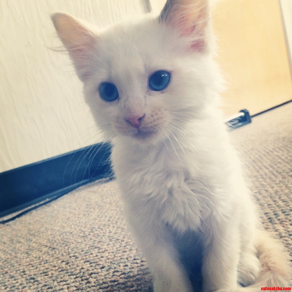 The Newest Roommate Kenny
