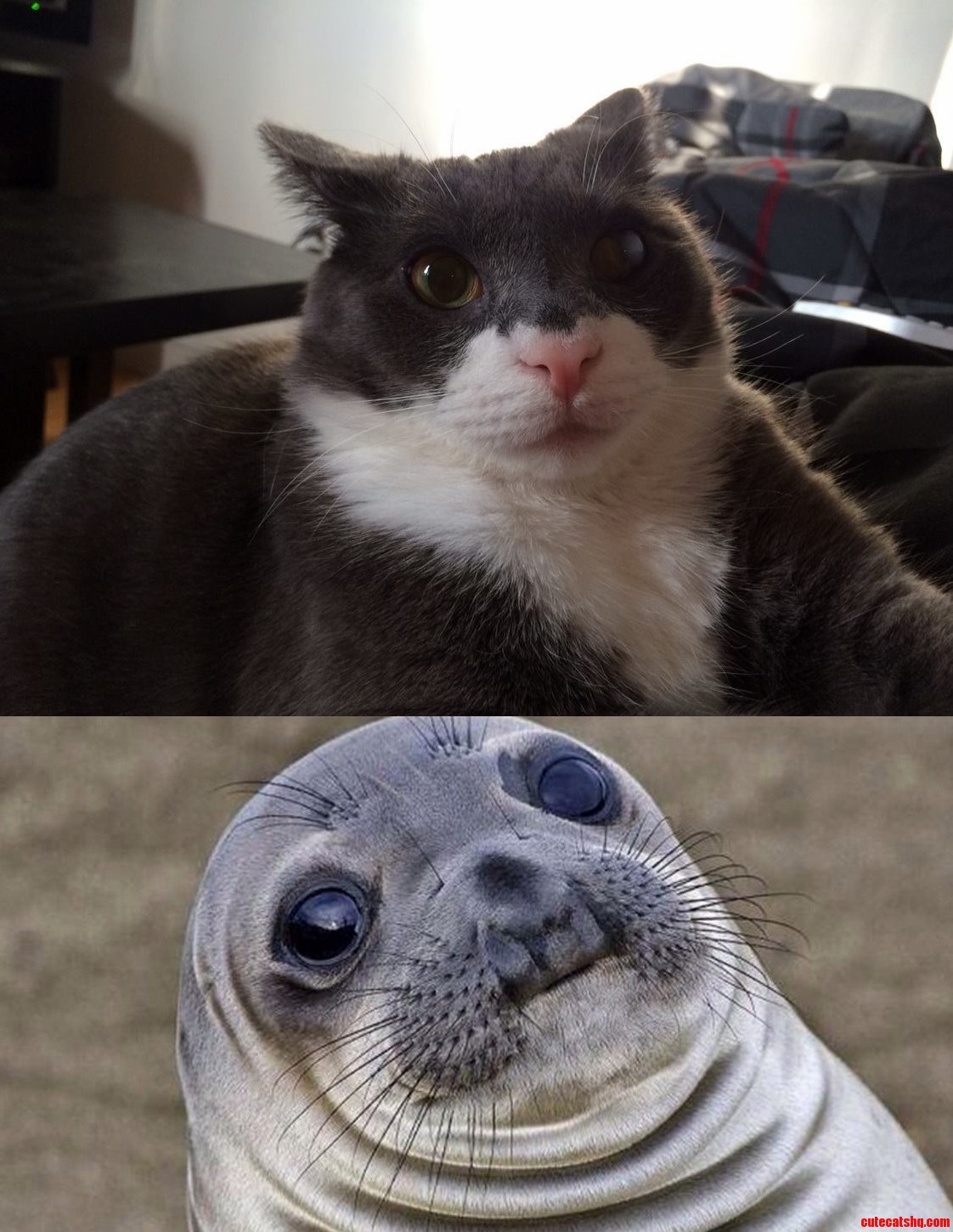 The Similarity...