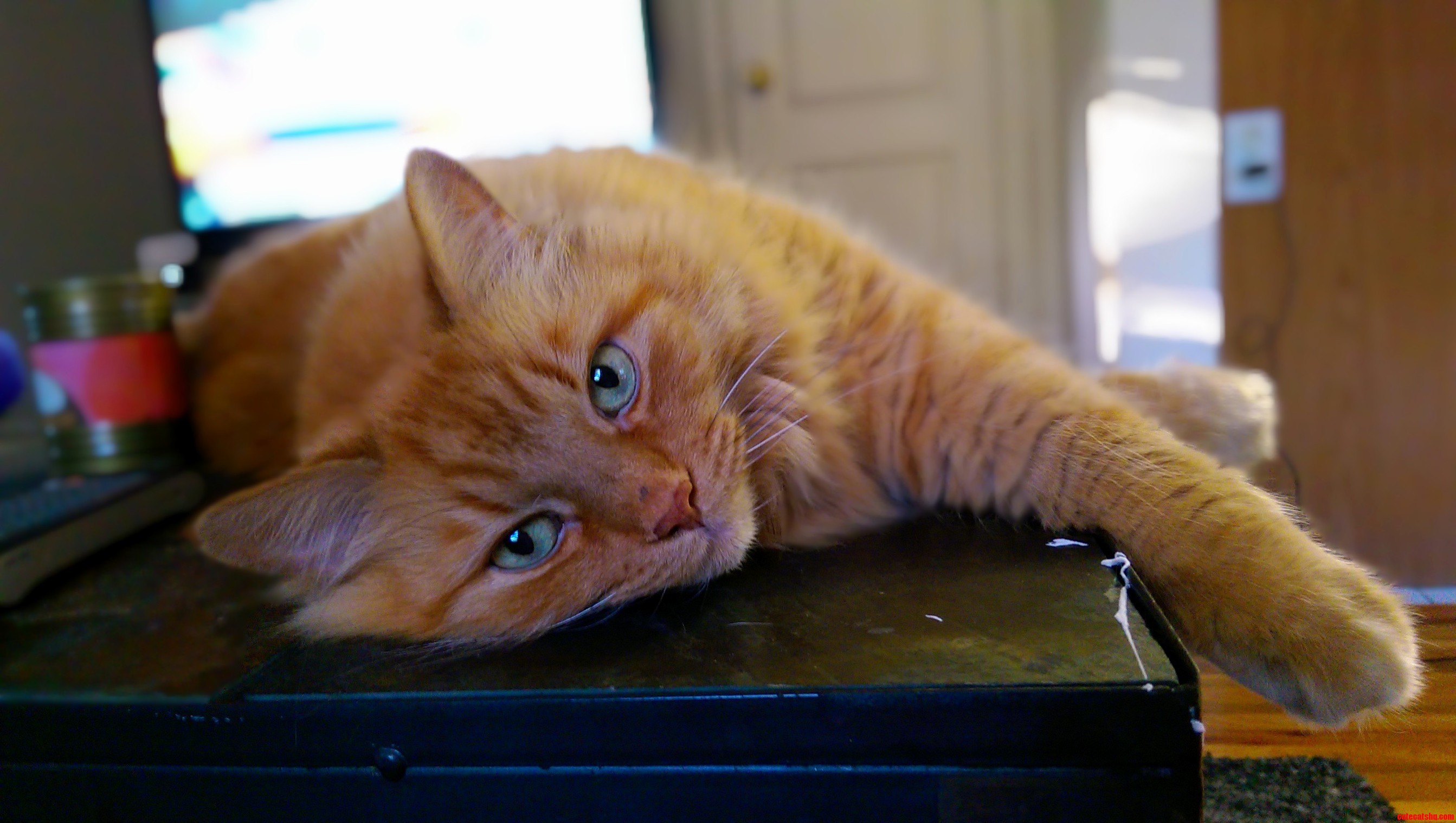 The Stone Table Cools Him Off
