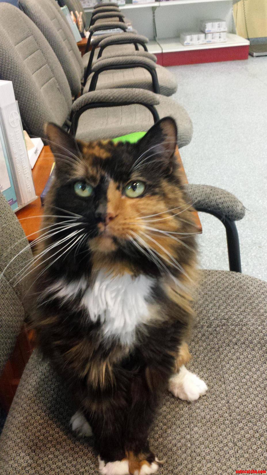 This Cat