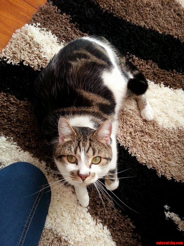 This Cheeky Visitor Matches the Rug Quite Nicely.