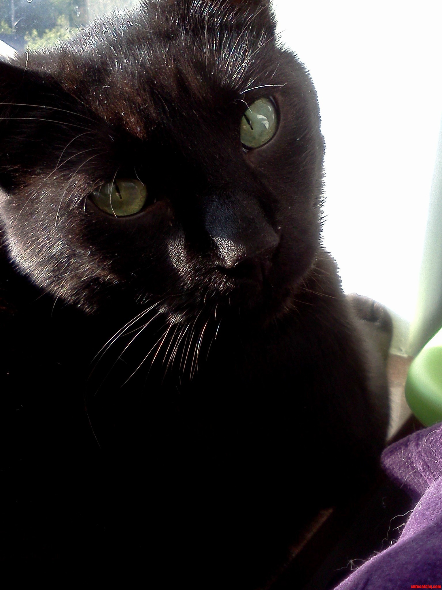 This Handsome Guy Was Hiding When I Got Home from Work - Thought ID Lost Him Heres Giovanni.