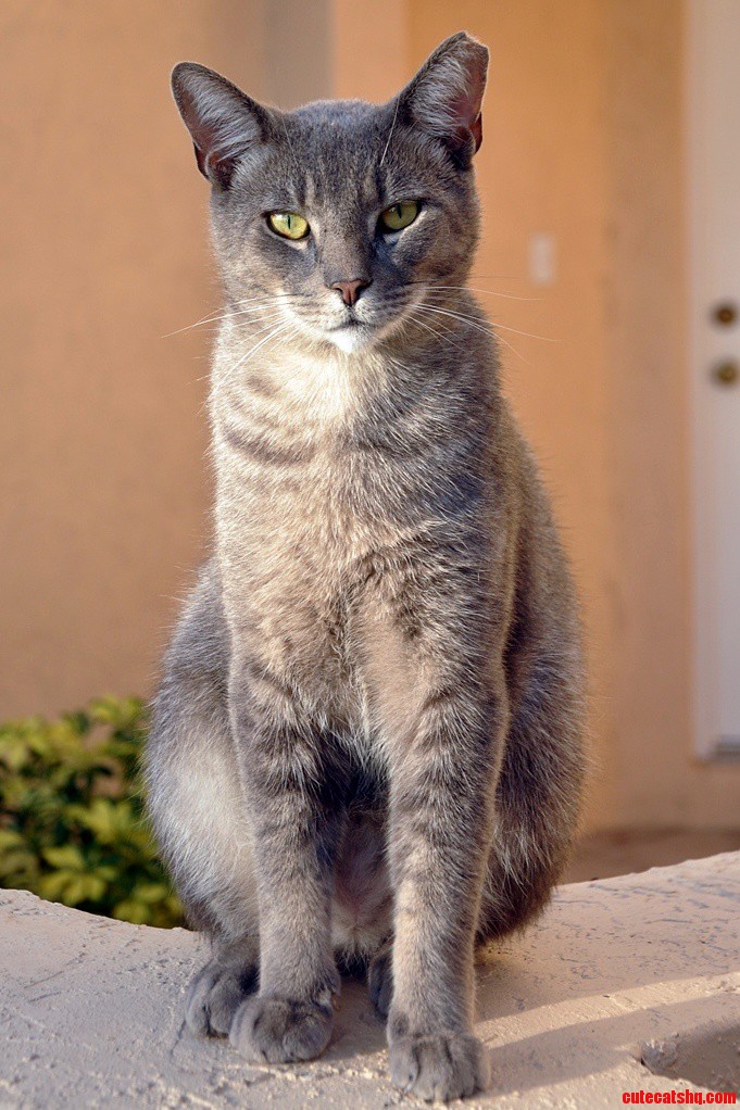 This Is a Stray That Visits Us Every Day Since We Gave Him Food