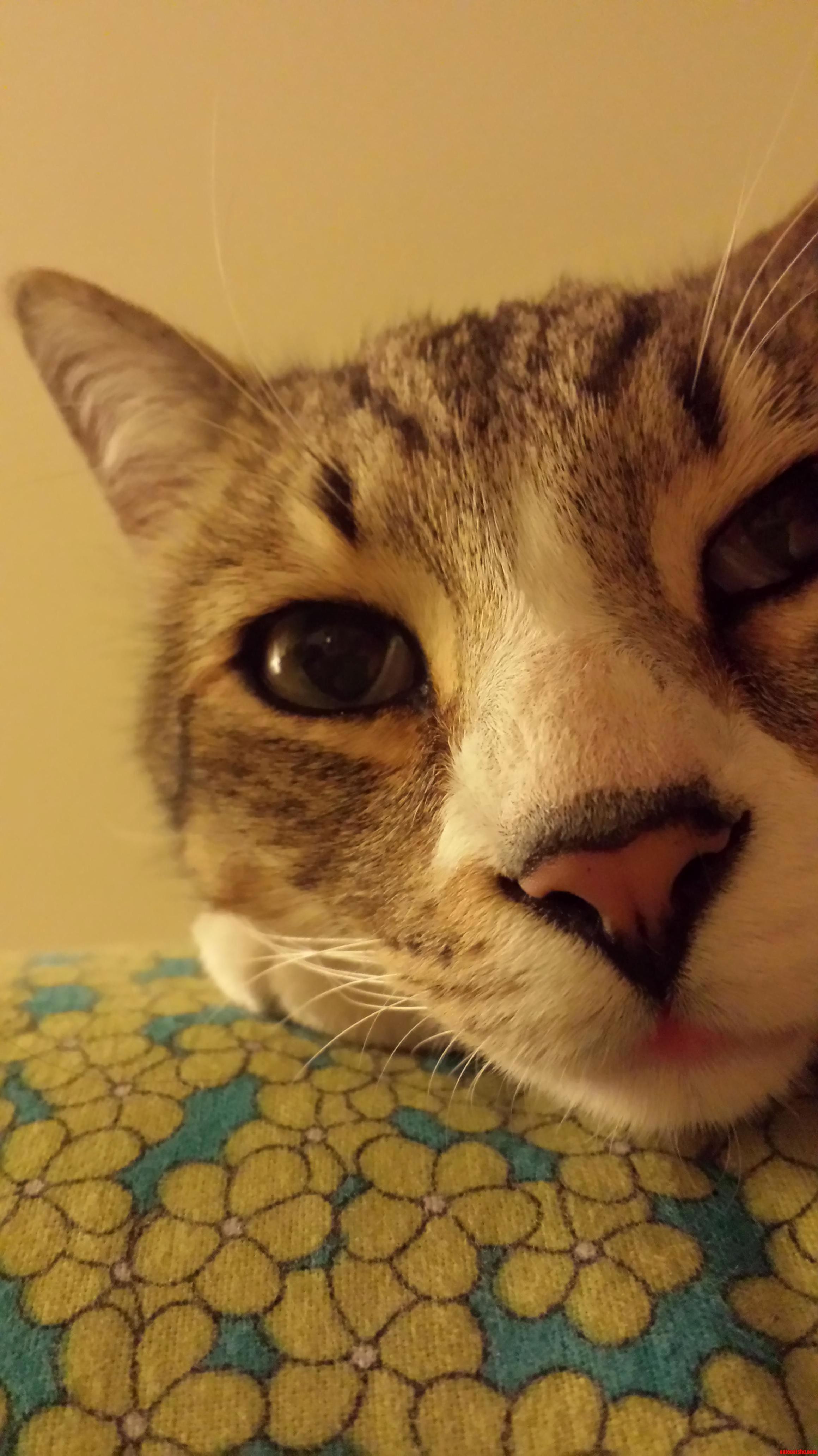 This Is Bangle.