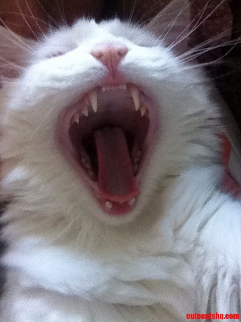 This Is by Far the Best Picture of My Cat Ever