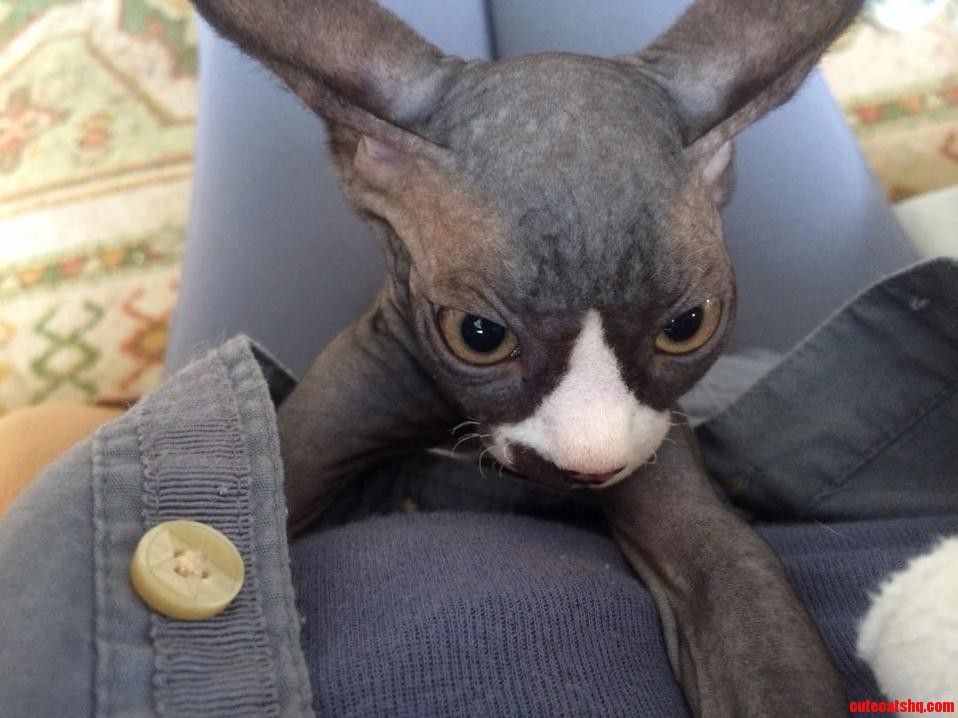 This Is Chupacabra My Friends New Cat.