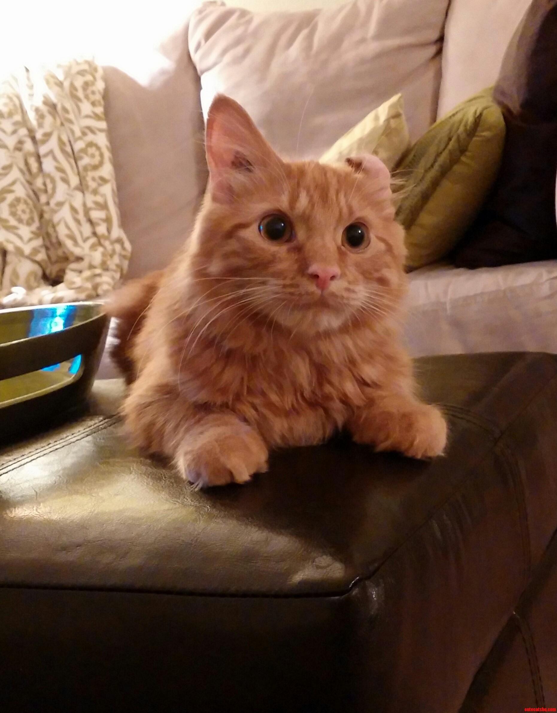This Is Cody My Newly Adopted Rescue. When I Pet Him He Gets So Happy He Drools.