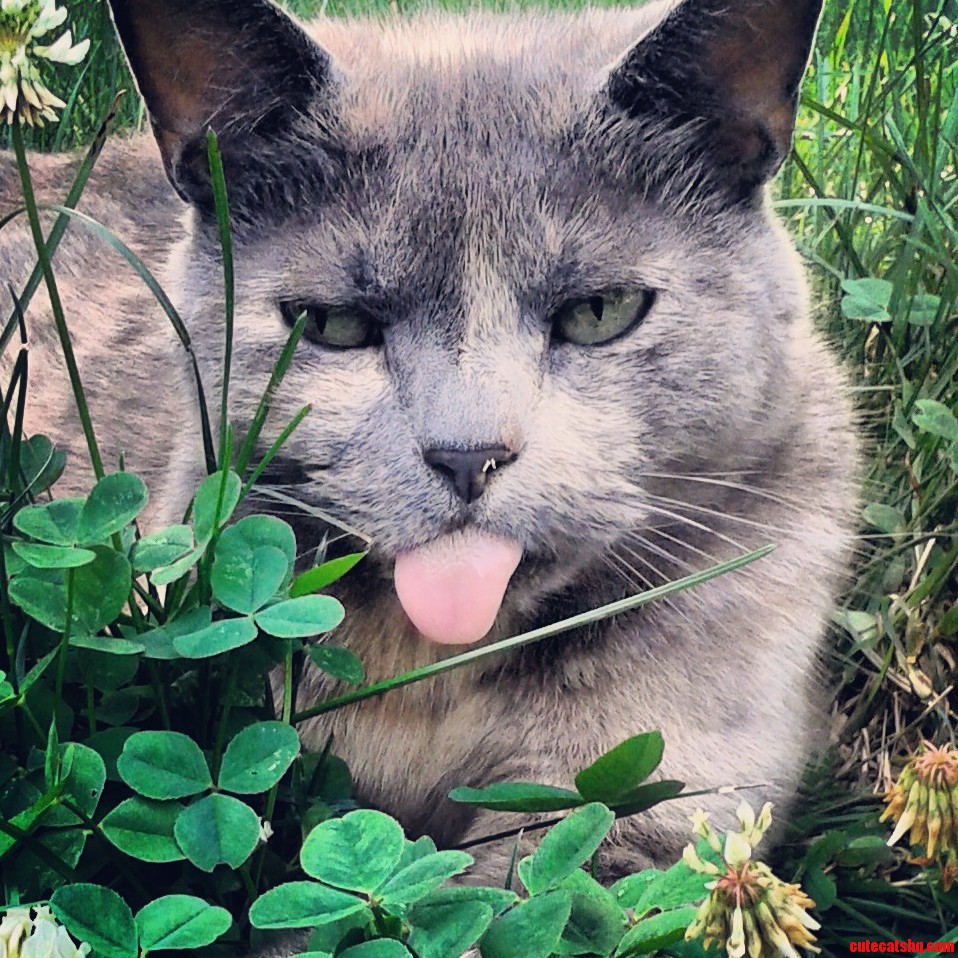 This Is Ewok. I Came Home to Find Her in the Grass Like This