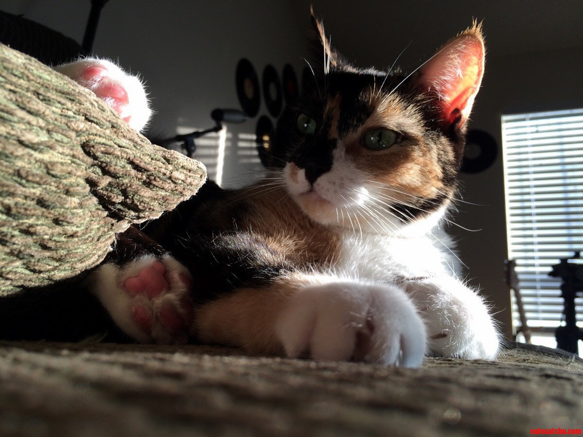 This Is Geordi. I Love Taking Picture of Her in Natural Sunlight.