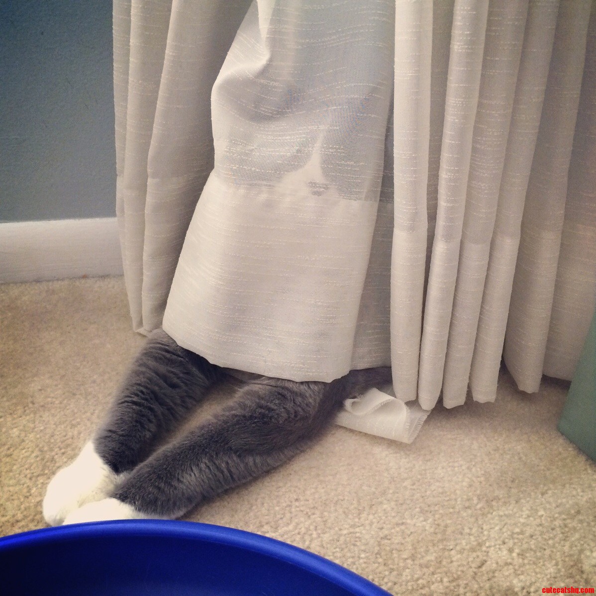 This Is How Cosmo Relaxes. Cosmo Is Weird.