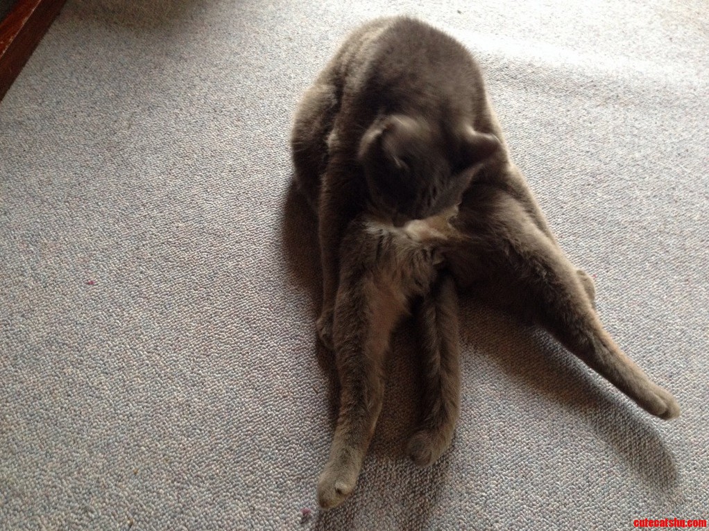 This Is How Felix Licks and Bites His Belly