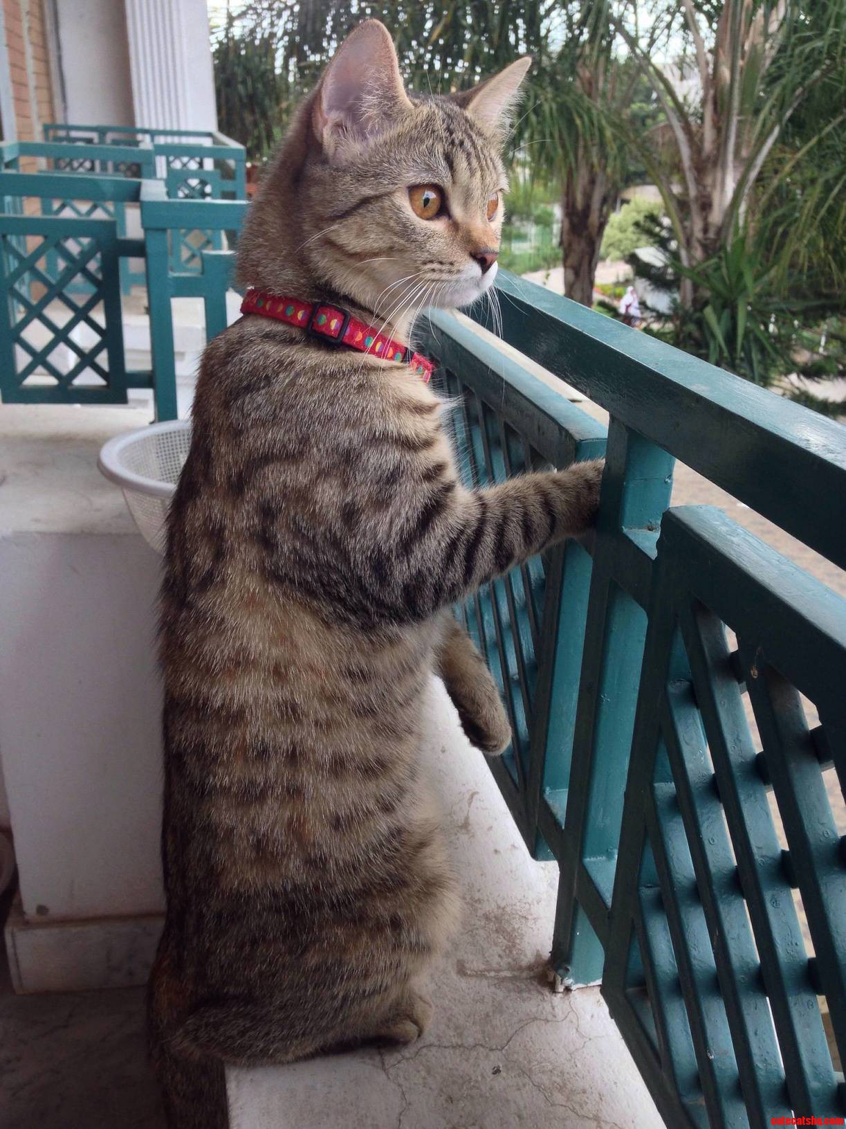This Is How My Cat Stares at Anyone Who Passes by Our House