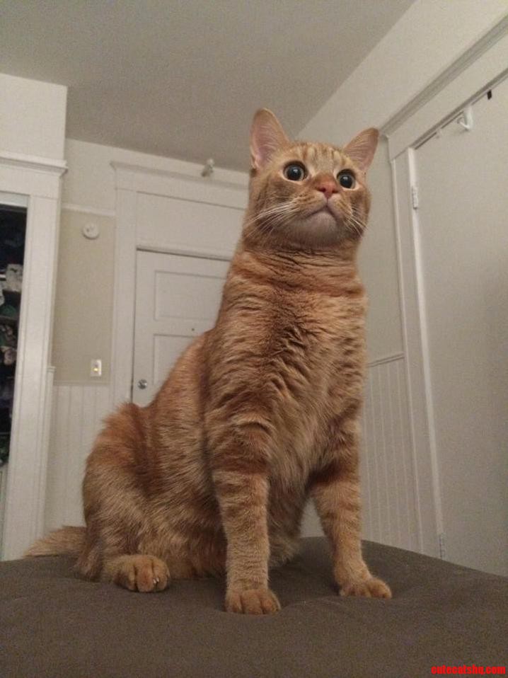 This Is Jonesy. Hunter of Buggies Sitter of Boxes and Destroyer of Nice Things.