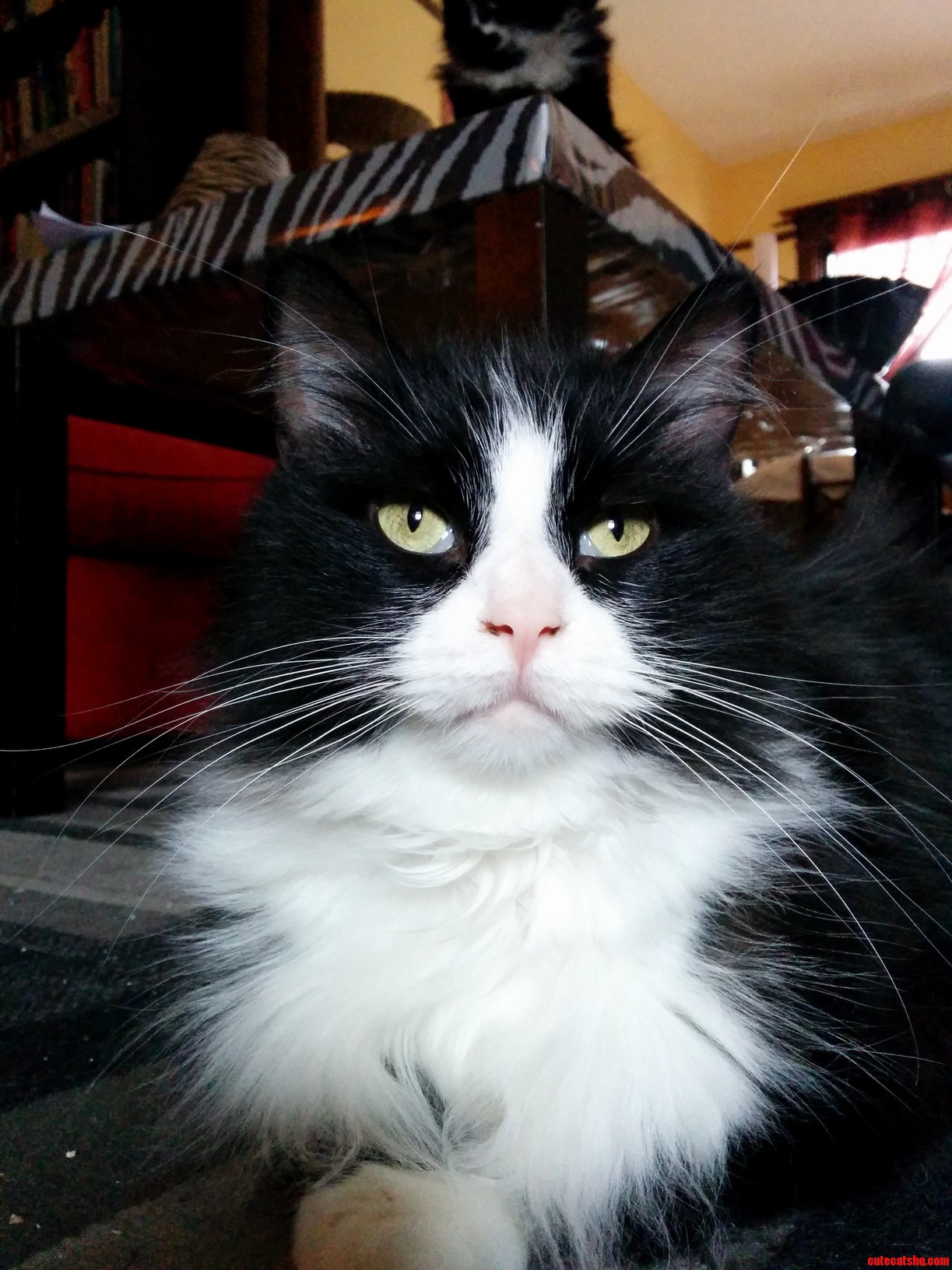 This Is Kahlo. She Is the Sweetest Rescue Cat Ever.