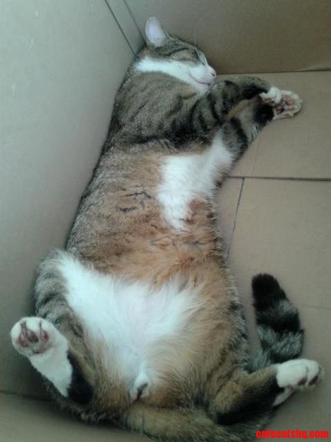 This Is Koko He Loves His Box.