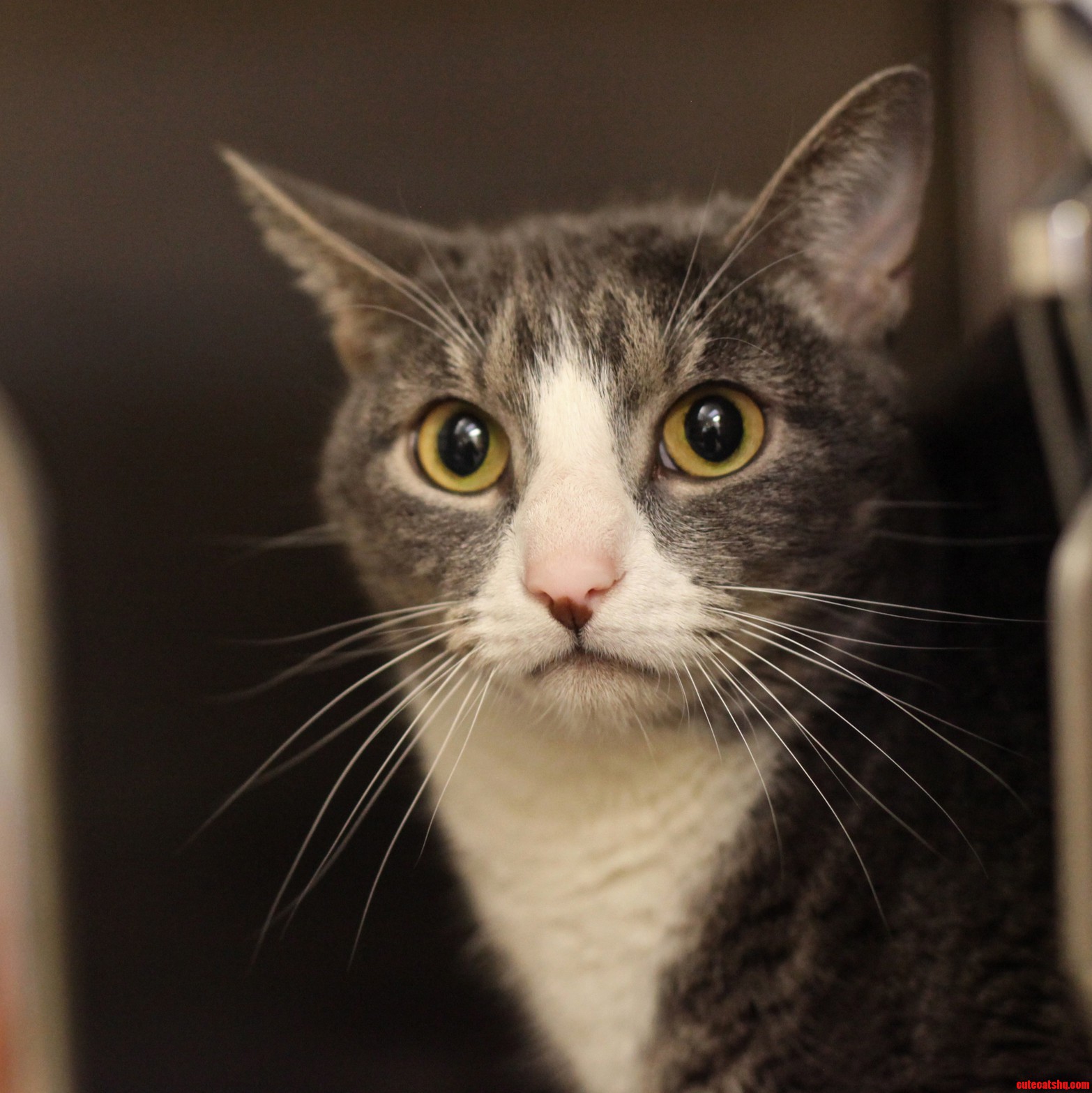 This Is Lincoln. He Is Super Expressive and He Is Up for Adoption