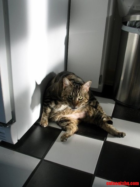 This Is My Friends Asshole Cat in All His Majesty.