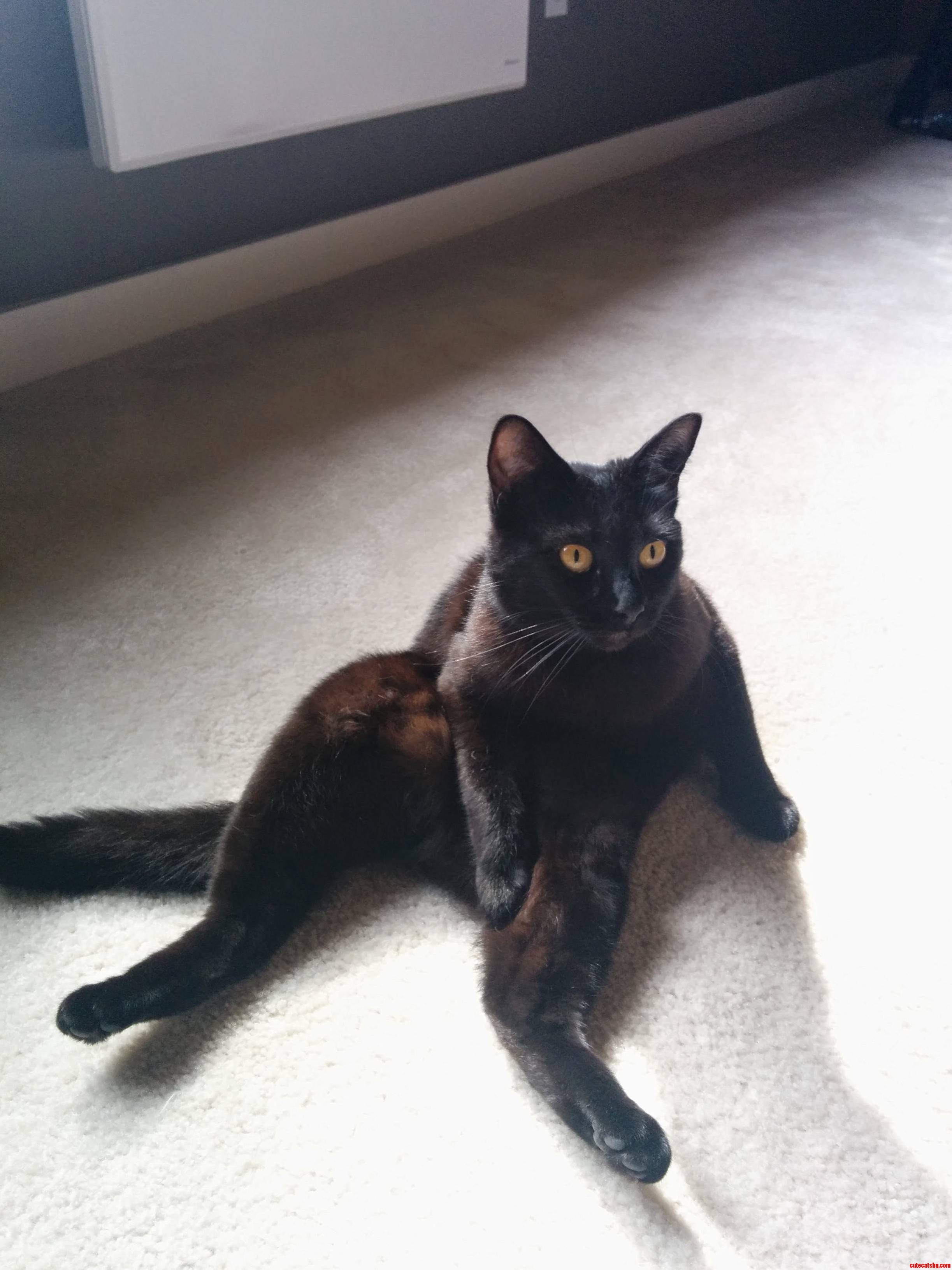 This Is My Little Black Cat Puma. She Sits Like This All the Time
