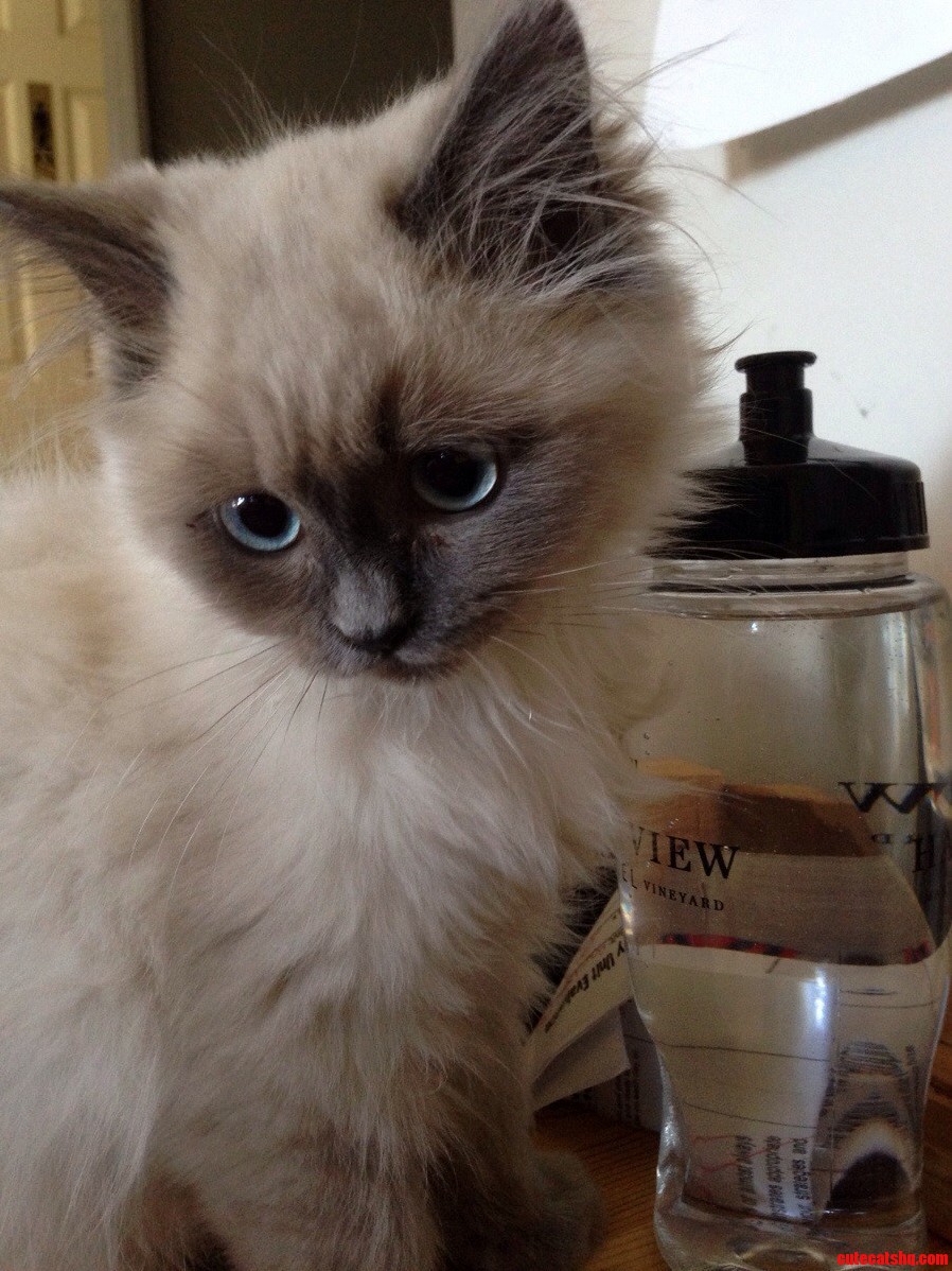 This Is What I Wake Up to in the Morning Little Yeti