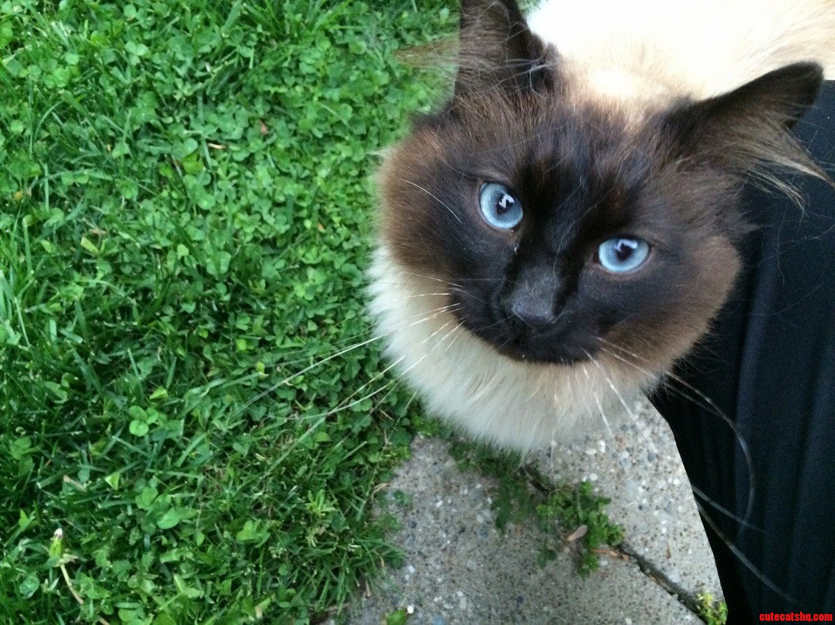This Little Guy Showed Up in My Backyard Today.