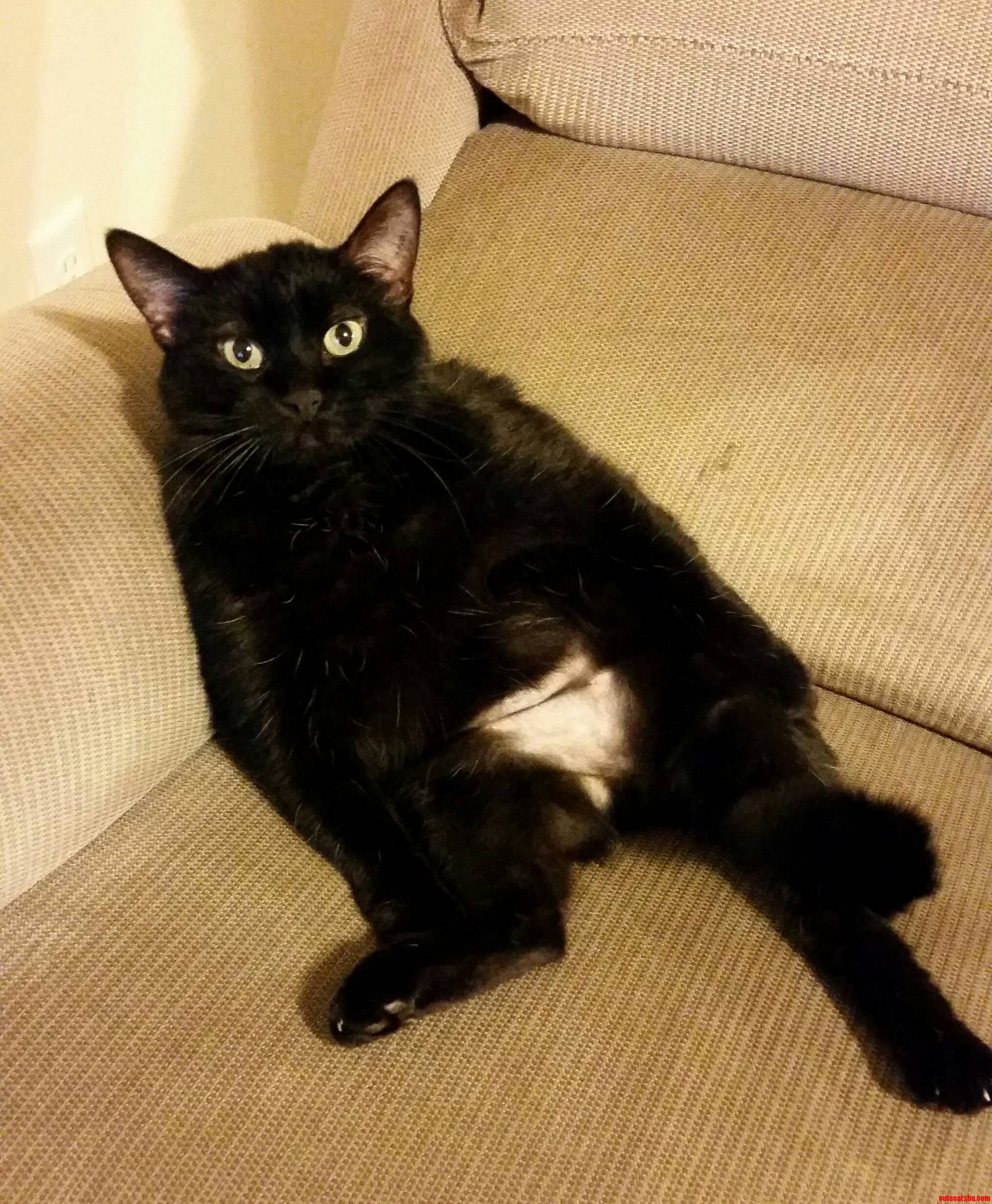 This Was My Chair. Was.. Happy Black Cat Friday