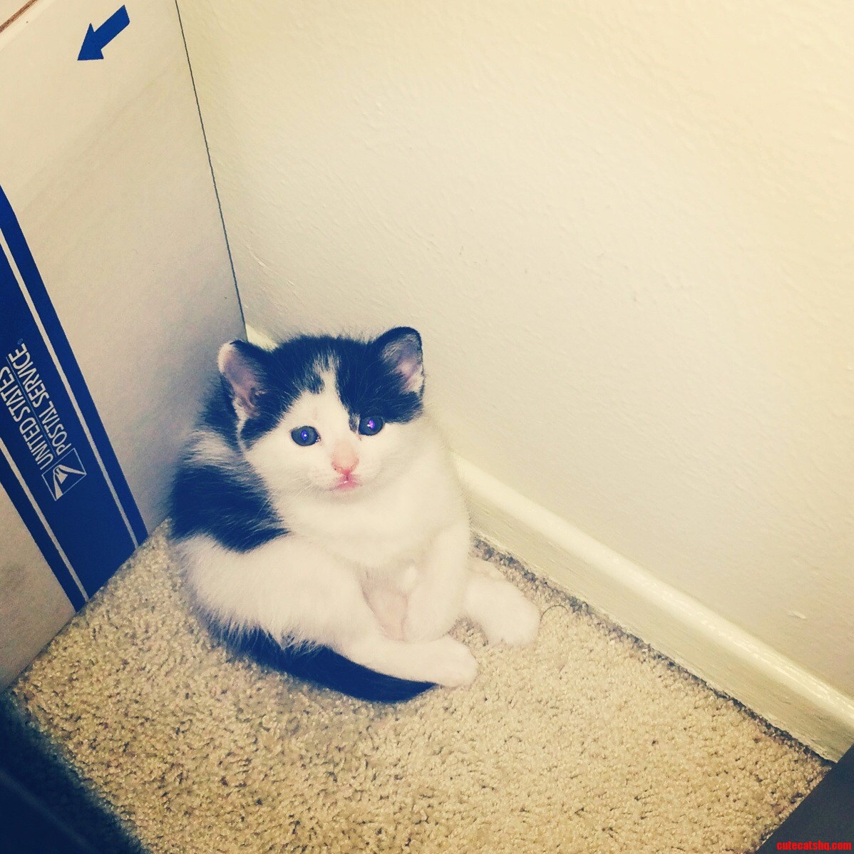 This Week the Kittens Learned Sass.