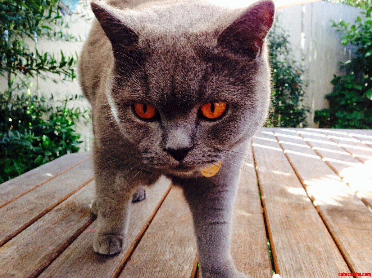Those Kitty Eyes