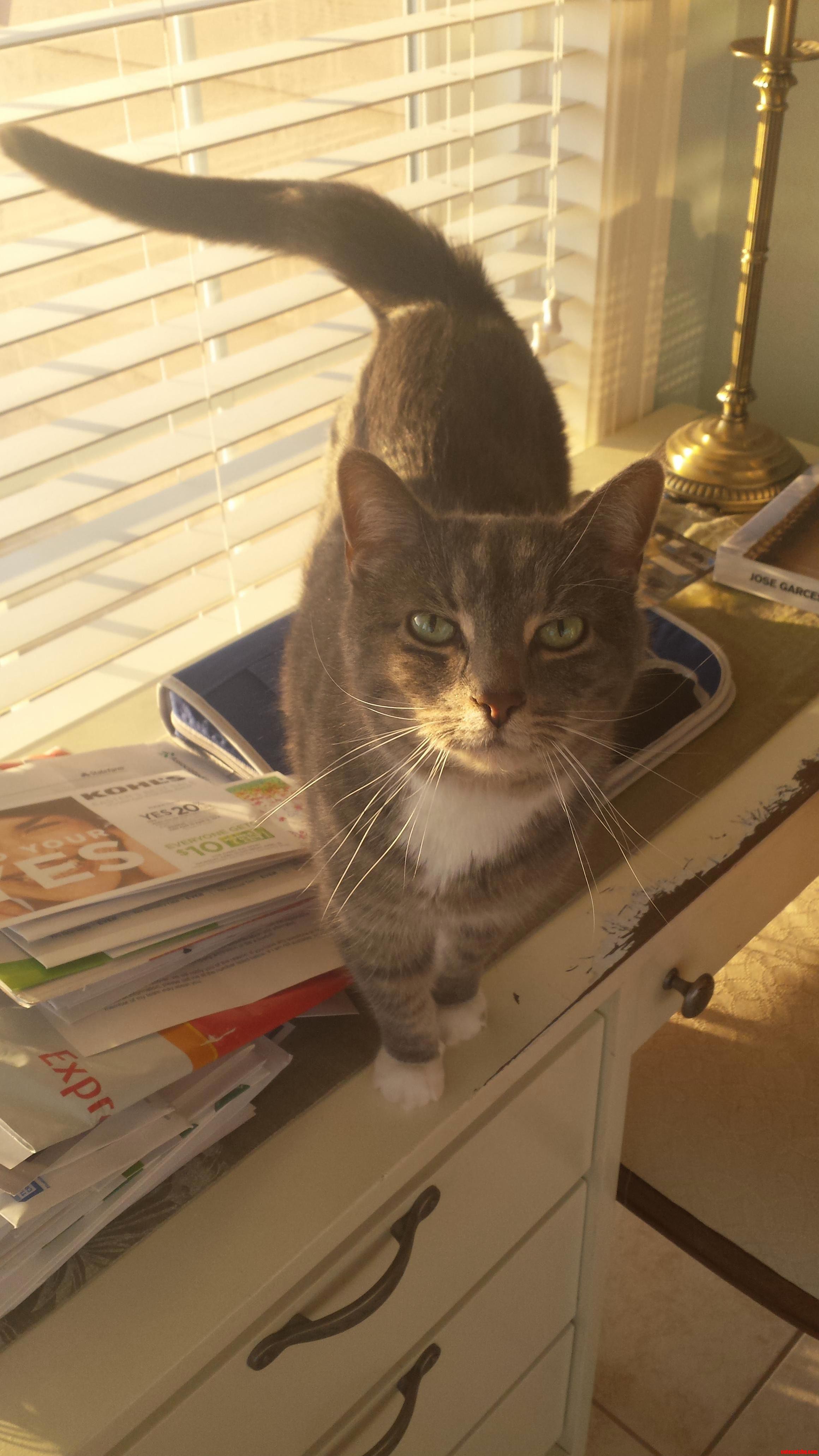Thought Rcats Might Like My Beauty. Meet Gray-c.