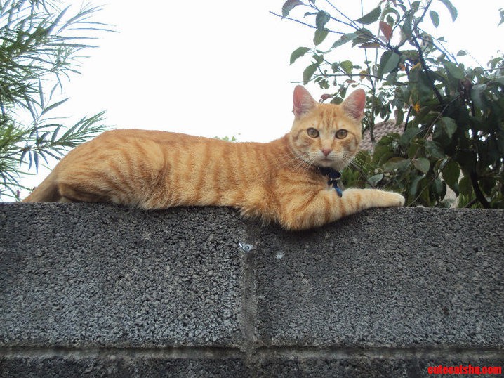 Tiger for Tabby