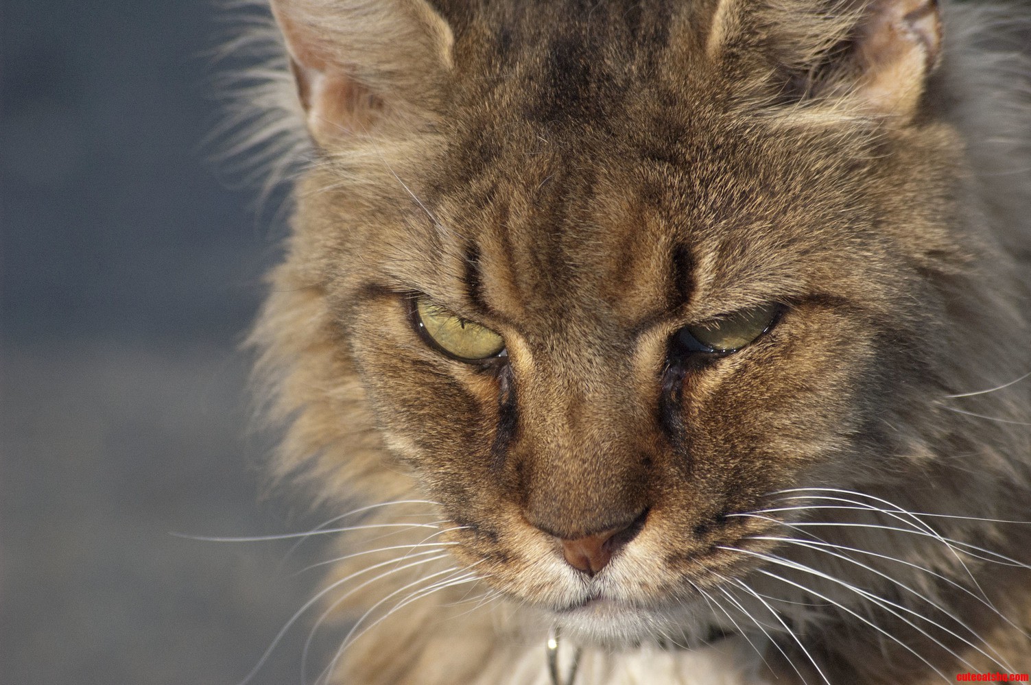 Tigger Is Planning Something I Can Tell.