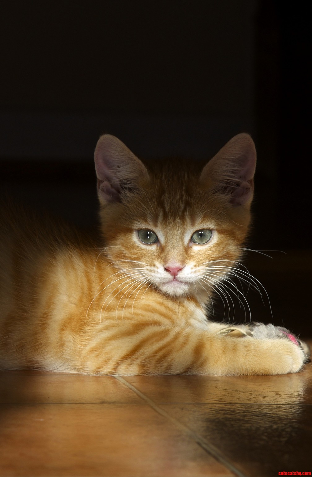 Tigger Tigger Burning Bright.......