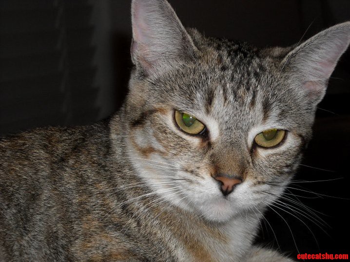 Tika Disapproves of You Internet Frivolities...