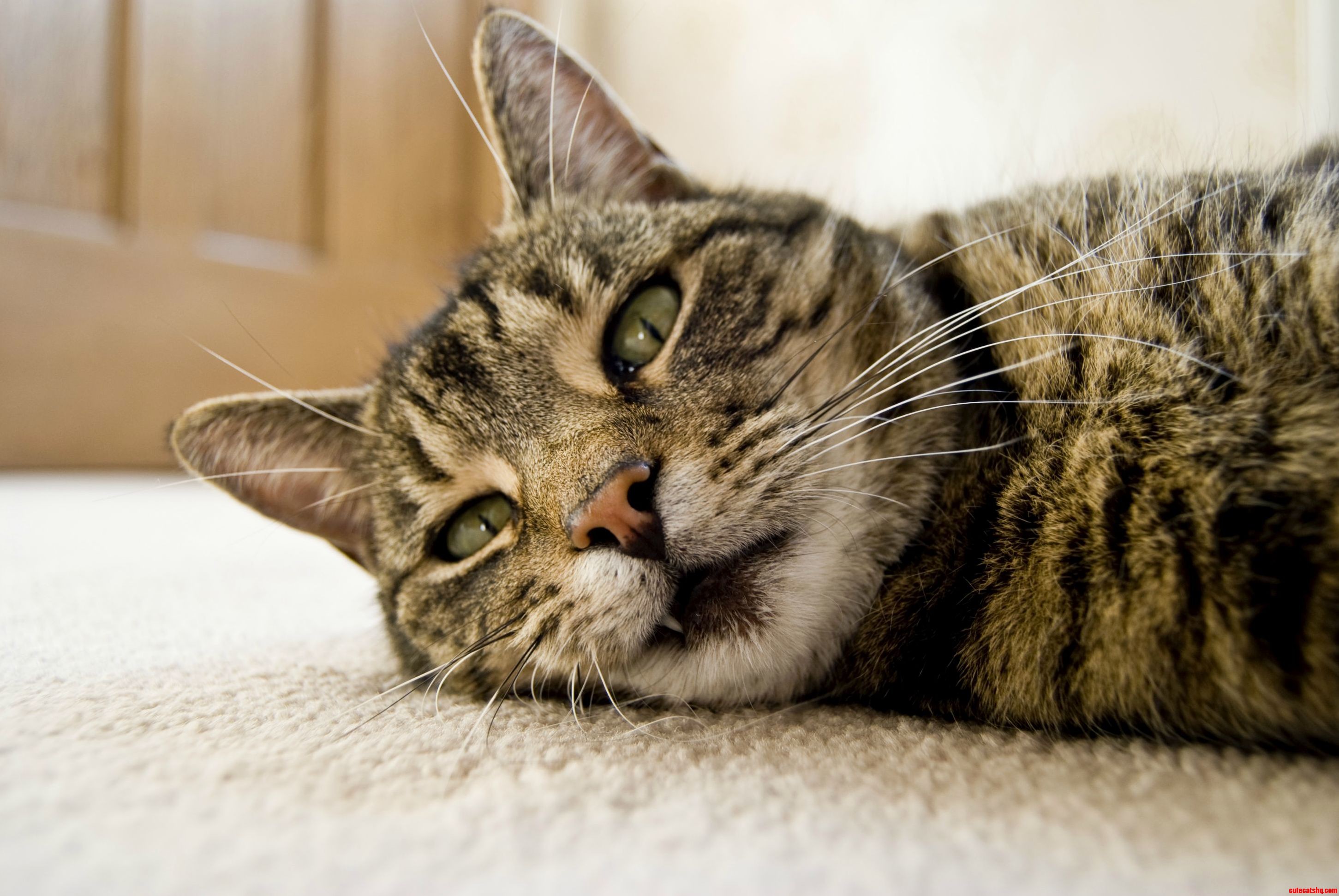 Tilly and a Fang.