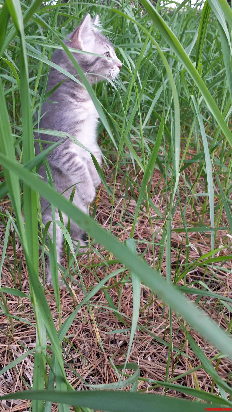 Too Cool for All Fours