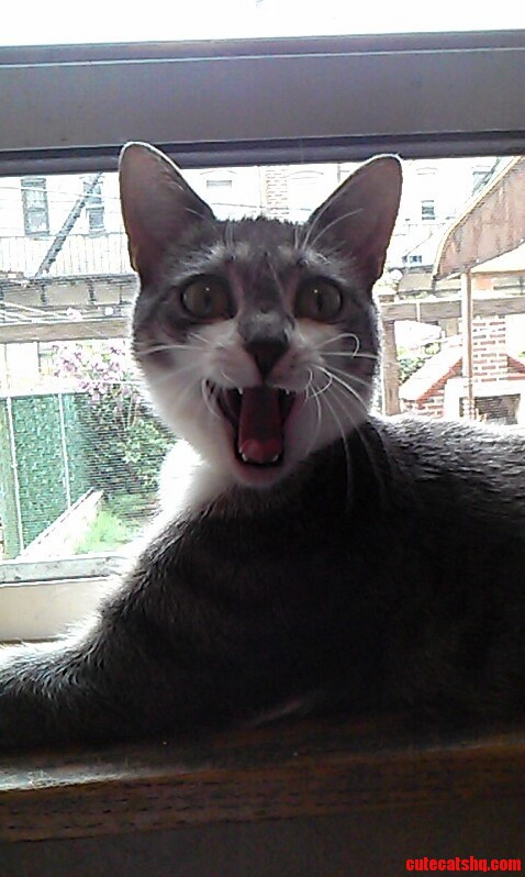 Took a Picture of My Cat Yawning- It Looks Like Shes Smiling.