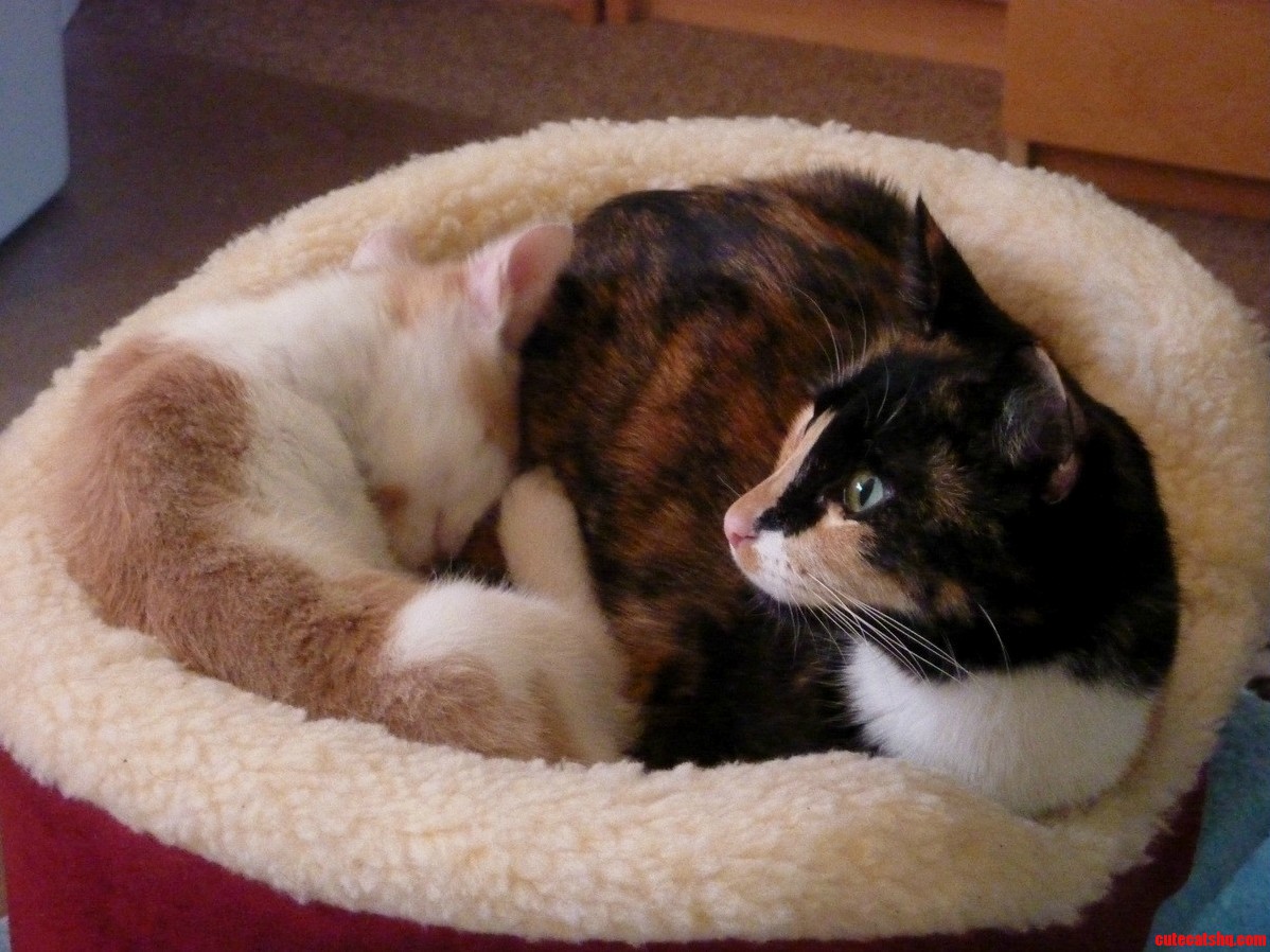 Tortie Thursday with Bonus Kitten