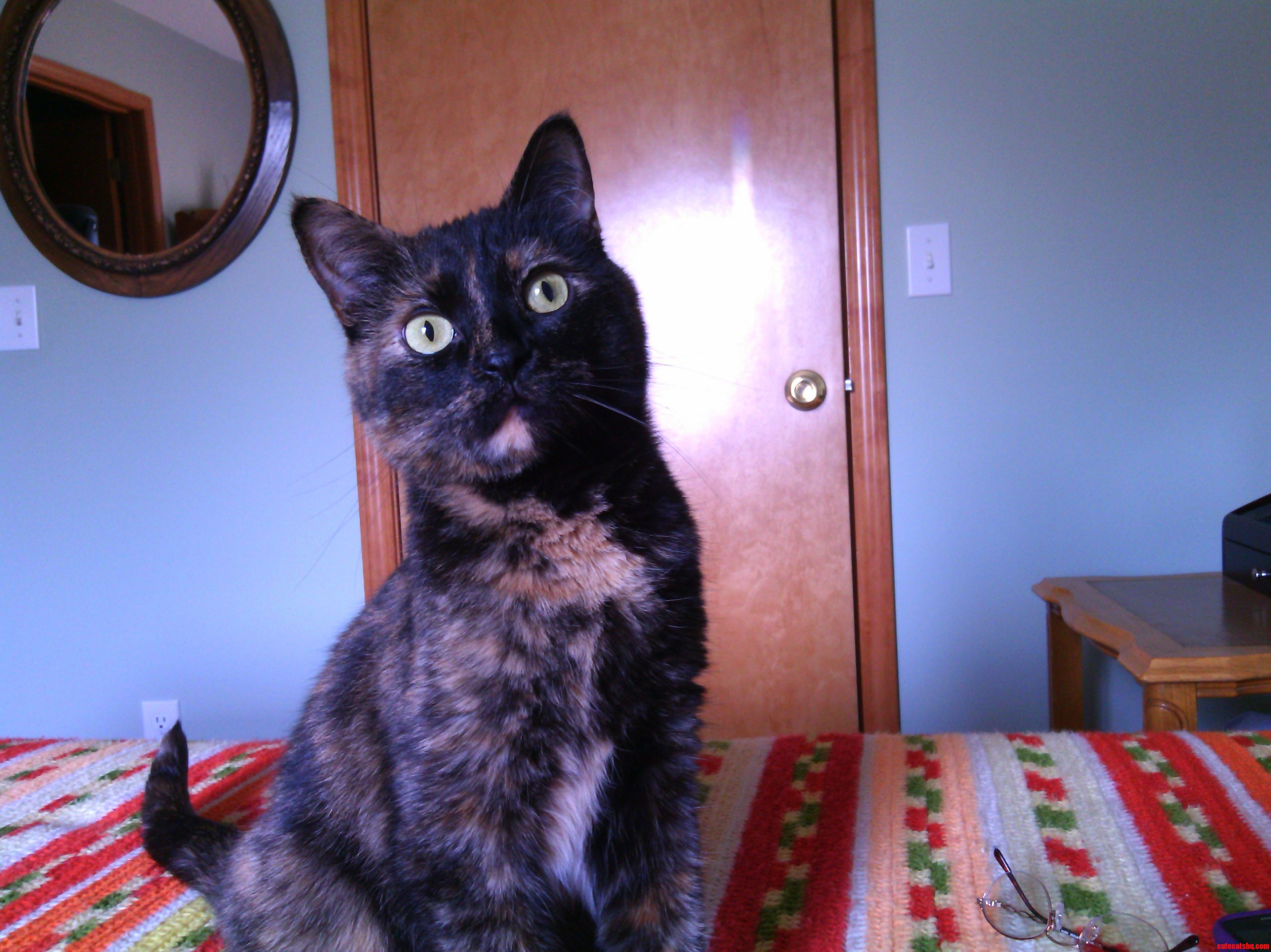 Tortie Tuesday