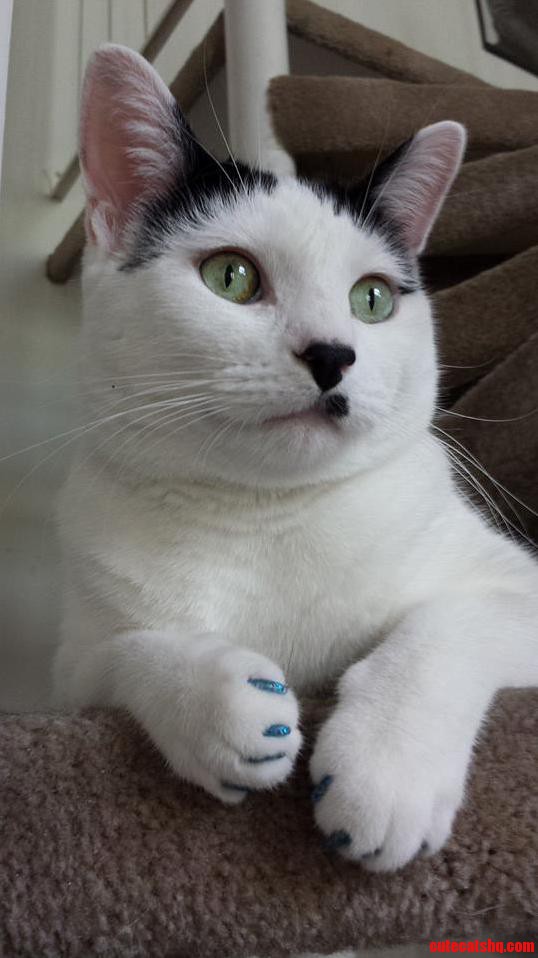 Tried Out Soft Paws After Reading the Jackson Galaxy Ama. Kevin Looks Fabulous